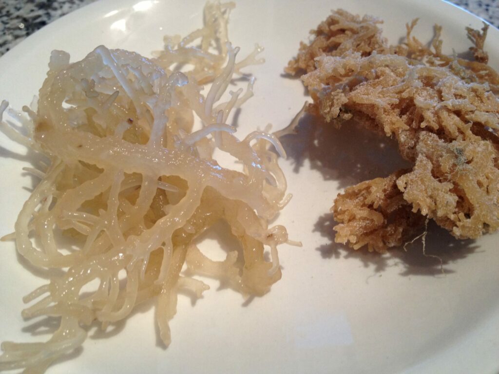 Was ist Irisch Moos / Irish Moss? - ROHTOPIA - Rohkost + Ganzheitliches
