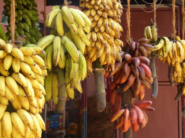 Bananas - not just for 801010 lovers. 24 facts about bananas