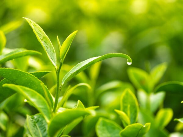 Green tea is SO good for you - 16 benefits of green tea - Rohtopia